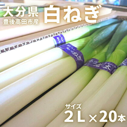 先行予約 あっぱれ！ 白ねぎ 田舎育ち 2L サイズ・20本 長ネギ 長ねぎ ネギ 野菜 大分県産