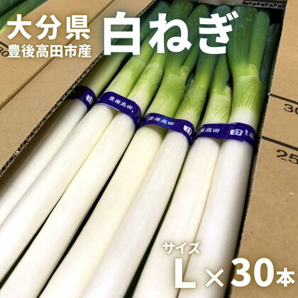 先行予約 あっぱれ 白ねぎ 田舎育ち Lサイズ 30本 白ねぎ 長ネギ 長ねぎ ネギ 野菜