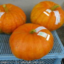 【ふるさと納税】先行予約 有機栽培 ハロウィンカボチャ 約4kg 1〜2個程度 有機JAS 国産 ハロウィン パンプキン