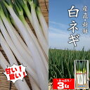 【ふるさと納税】先行予約 産地直送 ネギ 3kg ねぎ 新鮮 野菜 長ネギ 白ネギ 長ねぎ 白ねぎ 葱 国産 西日本トップクラスの産地 豊後高田市産 九州 大分...