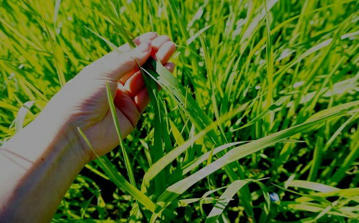 【ふるさと納税】牛丼 レトルト 牛丼の具 （1人前140g×6個) 草地和牛レトルト牛丼 レンジ 湯煎 温めるだけ 国産 和牛 本格 グルメ 贈り物 簡単調理 時短 ご飯のお供