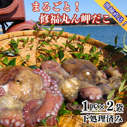 修福丸ん岬だこ まるごと 2匹 真だこ 2杯 約 1.2kg 下処理済み 産地直送 真空 パック