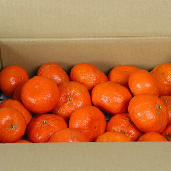 【ふるさと納税】【ワケあり・規格外品】野菜ソムリエ石児さんの「優品 アンコール3.5kg」＜05-A0087＞