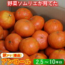 【ふるさと納税】【訳あり・優品】アンコール 2.5kg~10kg 訳あり 期間限定 数量限定 ミカン みかん 柑橘 2.5kg 5kg 10kg 柑橘類 アンコール 3月 4月 先行予約 フルーツ 果物 野菜ソムリエ石児さん 豊予農場 <103-705>