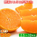 【ふるさと納税】【訳あり品】せとか 2.5kg~10kg 訳あり 期間限定 数量限定 ミカン みかん 柑橘 2.5kg 5kg 10kg 柑橘類 せとか 2月 3月 先行予約 フルーツ 果物 野菜ソムリエ石児さん 豊予農場 <103-702>