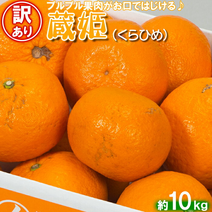【ふるさと納税】【訳あり・優品】今村農園の蔵姫くらひめ（紅甘夏） 約10kg 先行予約 果物 フルーツ 傷 不揃い＜107-030_5＞のサムネイル