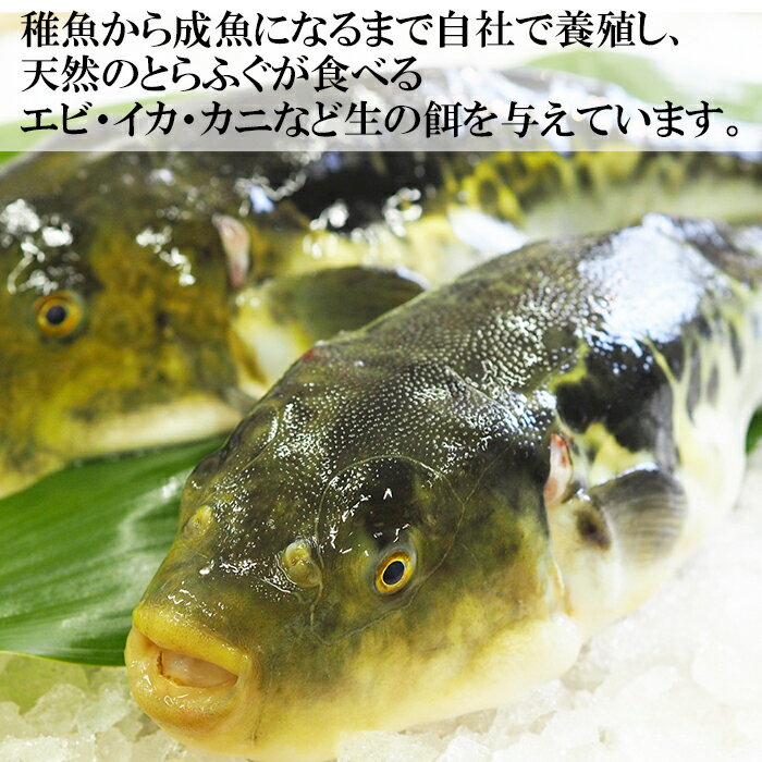 【ふるさと納税】【冷凍】大分水産の豊後とらふぐ刺身&高級魚くえ刺身の味比べセット（2人前）＜104-026_5＞