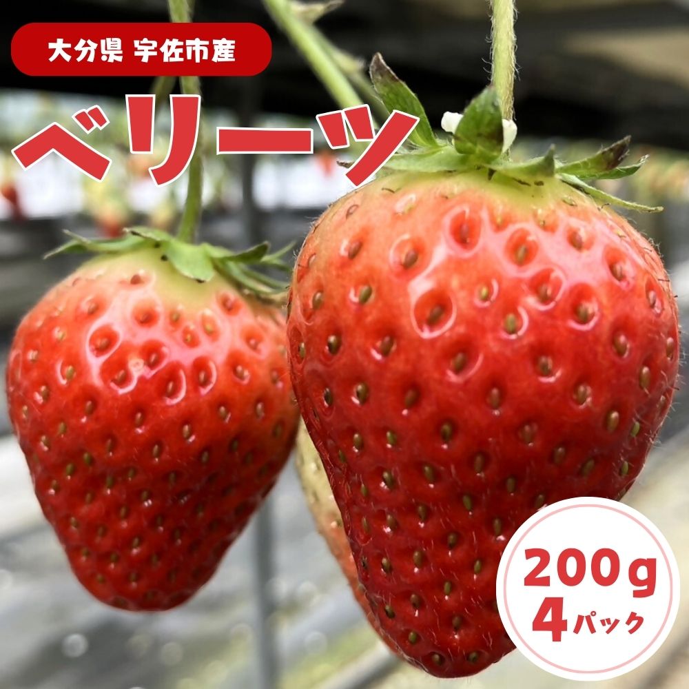 13位! 口コミ数「0件」評価「0」＜先行予約受付中！2025年1月上旬～4月下旬の間に発送予定＞いちご(計約800g・200g×4P)苺 イチゴ フルーツ 果物 くだもの 果･･･ 