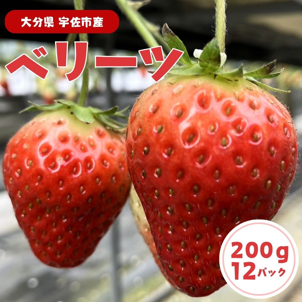 【ふるさと納税】農家直送！いちご 200g×12パック 合計2400g 苺 イチゴ ベリーツ 大分県産 国産 送料無料【C212】