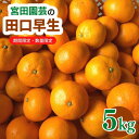 【ふるさと納税】田口早生 5kg みかん 蜜柑 フルーツ 果物 くだもの 柑橘 期間限定【112300100】【宮田園芸】