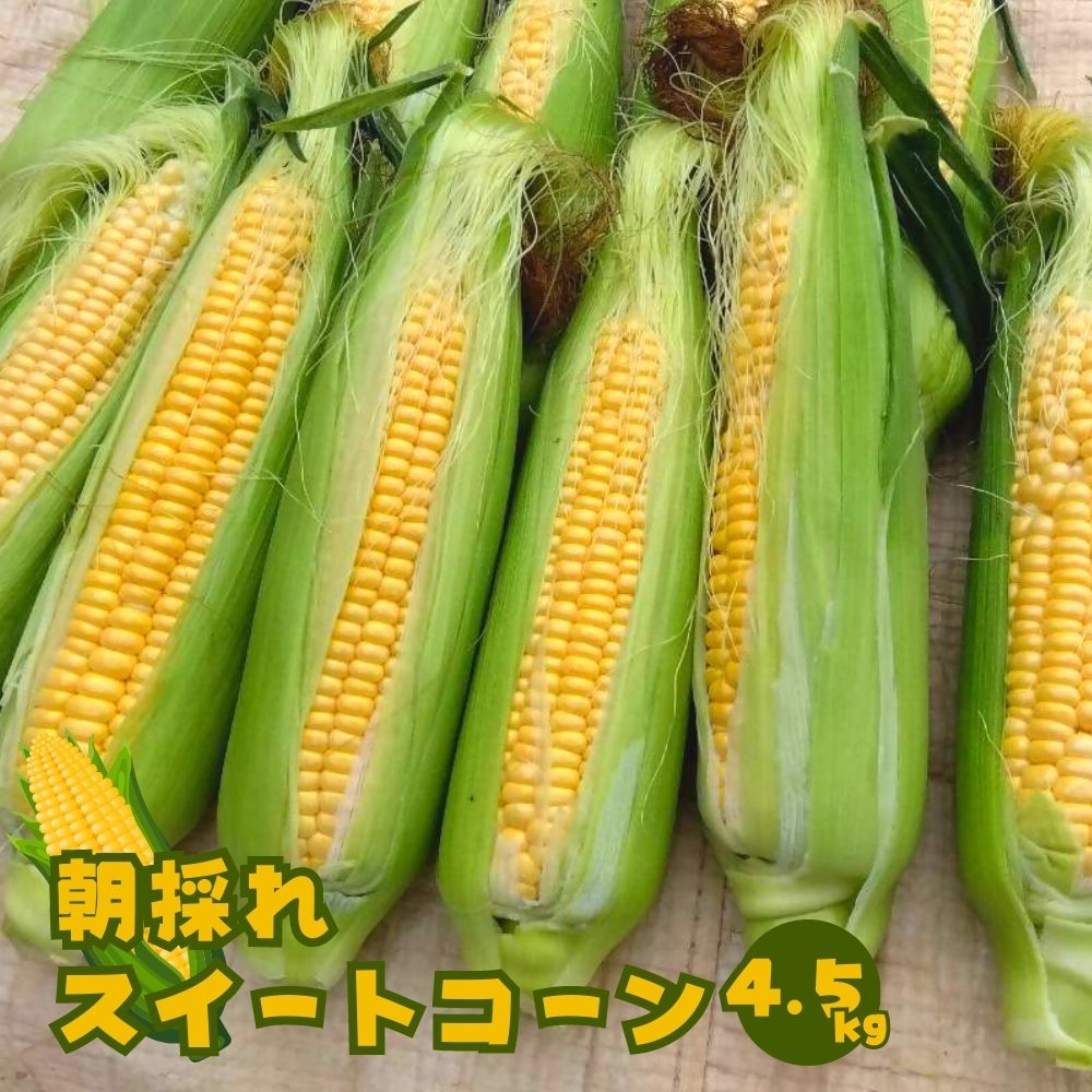 【ふるさと納税】スイートコーン 4.5kg とうもろこし コーン 野菜 朝採れ 6月上旬より順次発送 【B656】