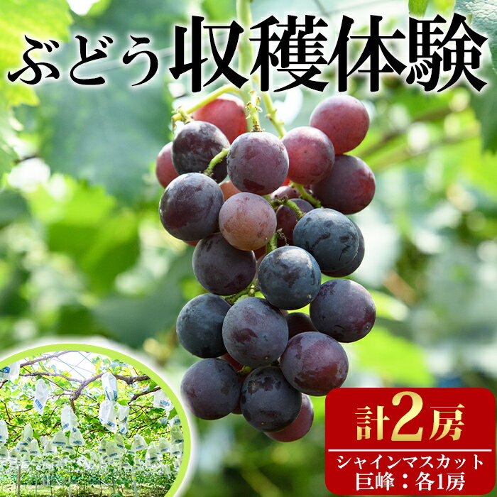 【ふるさと納税】<先行予約受付中!>ぶどう収穫体験(巨峰1房、シャインマスカット1房)体験 収穫体験 巨峰 シャインマスカット ぶどう 葡萄 フルーツ 果物 くだもの【100702700】【宮田ファミリーぶどう園】