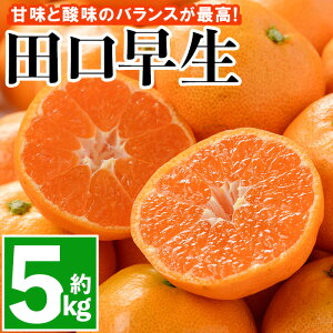 【ふるさと納税】<先行予約受付中!2025年11月中旬より順次発送予定> みかん 田口早生(約5kg・補償分0.3kg)みかん ミカン 蜜柑 柑橘 フルーツ 果物 くだもの 果実 高橋農園 【109800200】【高橋 憲明】