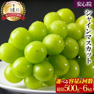【ふるさと納税】シャインマスカット 1房/2房/3~5房(500g/1kg/2kg×1回・3回) <先行予約受付中!2025年8月下旬より順次発送予定>大粒 シャイン マスカット 定期便【106300800・106300101・106300501・206300500・206300100・206300300】【大分県農業協同組合 北部エリア】
