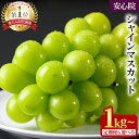 1位! 口コミ数「557件」評価「4.45」 シャインマスカット 大粒 1kg以上(2房) / 2kg以上(3~5房) 定期便 フルーツ 果物 くだもの マスカット ぶどう ブドウ人気 高評価 高級 甘い <8月下旬より順次発送>【106300・・・