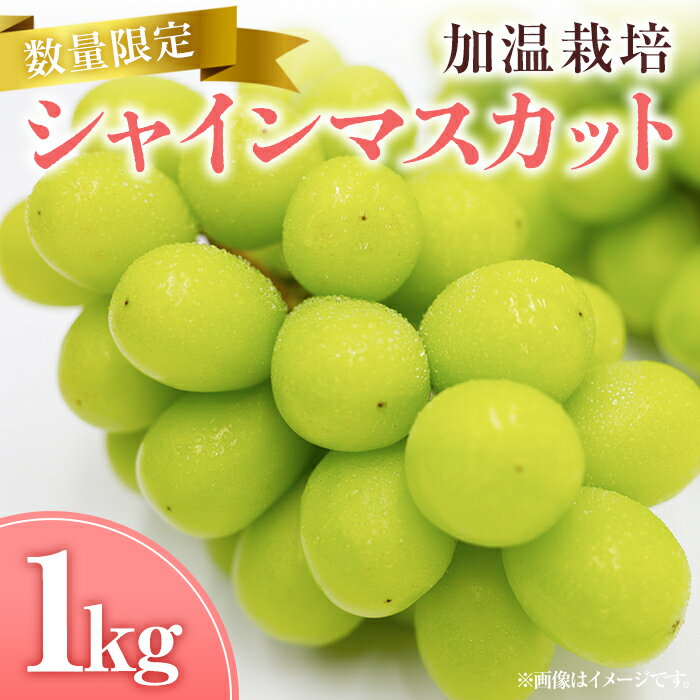 14位! 口コミ数「4件」評価「4.75」＜先行予約受付中！2024年8月上旬から順次発送予定＞シャインマスカット 加温栽培(約1kg)シャインマスカット ぶどう 葡萄 フルーツ 果･･･ 