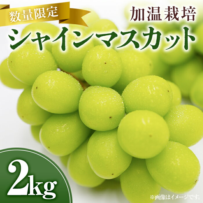 17位! 口コミ数「1件」評価「5」＜先行予約受付中！2024年8月上旬から順次発送予定＞シャインマスカット 加温栽培(約2kg)シャインマスカット ぶどう 葡萄 フルーツ 果･･･ 