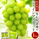 フルーツ・果物(ブドウ)人気ランク11位　口コミ数「269件」評価「4.12」「【ふるさと納税】＜先行予約受付中！2024年8月下旬から順次発送予定＞シャインマスカット(約1kg)シャインマスカット ぶどう 葡萄 フルーツ 果物 くだもの 果実【106300100】【大分県農業協同組合　北部エリア】」