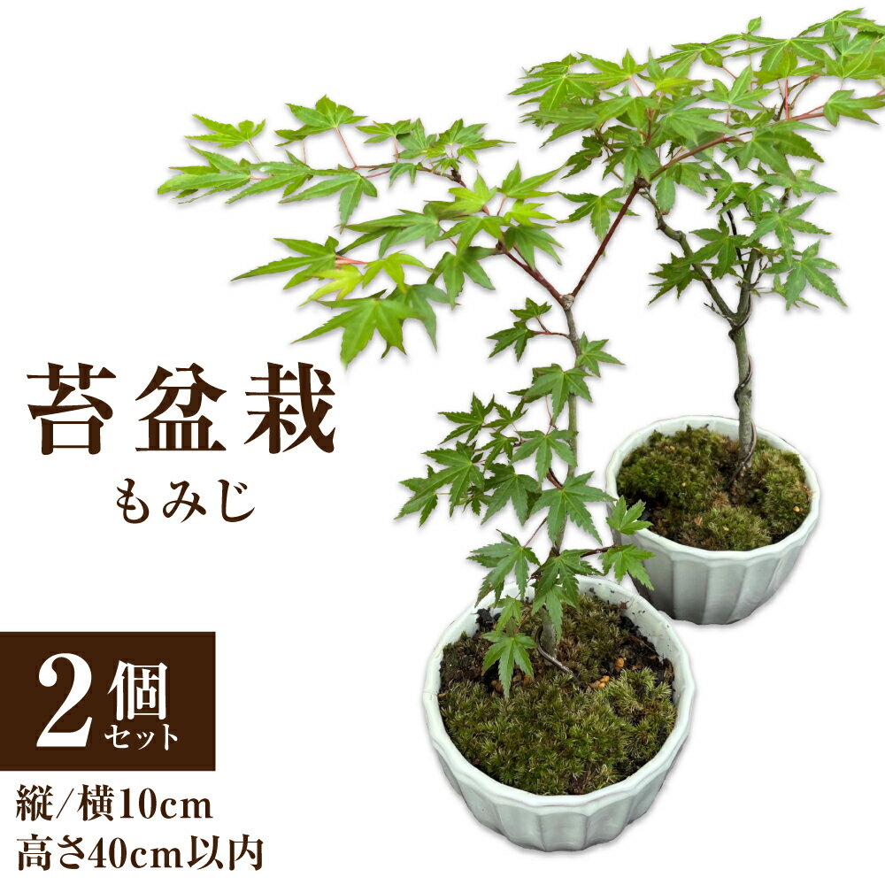 21000円 【受賞店舗】 ベニシタン盆栽 小型サイズ 樹齢5年程度