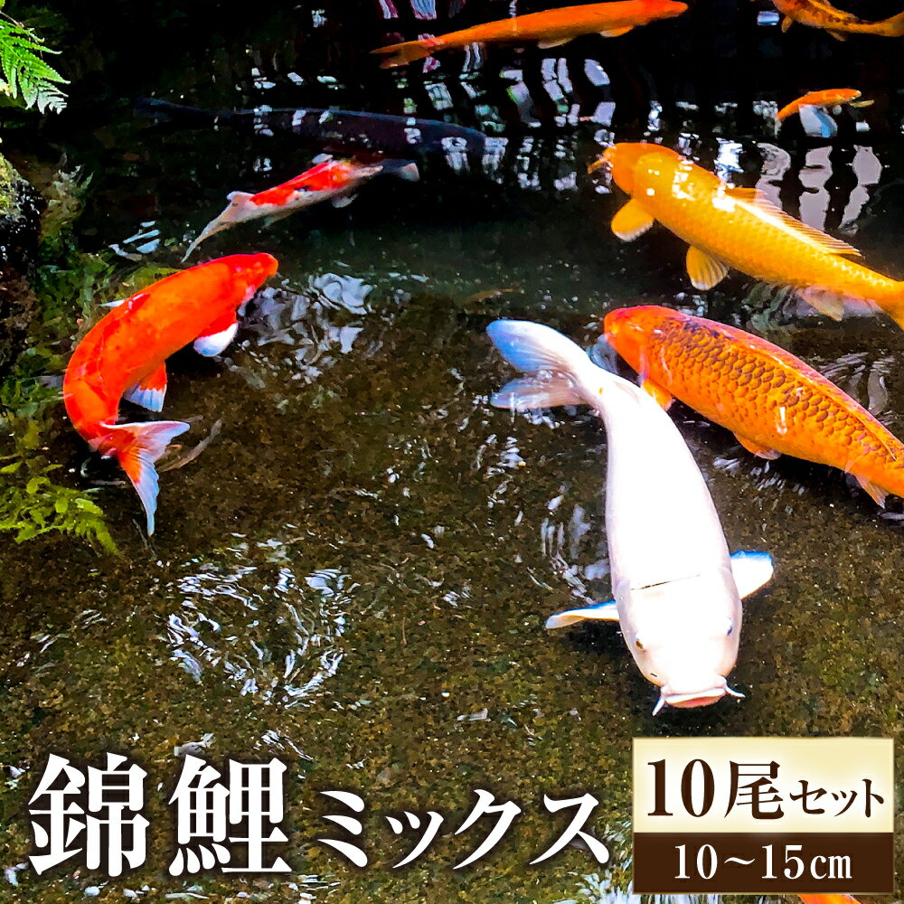 【ふるさと納税】【指定日必須】 rk-koi産 錦鯉 ミックス 10～15cm 10尾 セット 鯉 こい 魚 淡水魚 観賞用 大分県 送料無料