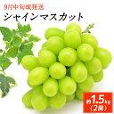 【ふるさと納税】シャインマスカット 2房 合計約1.5kg ...