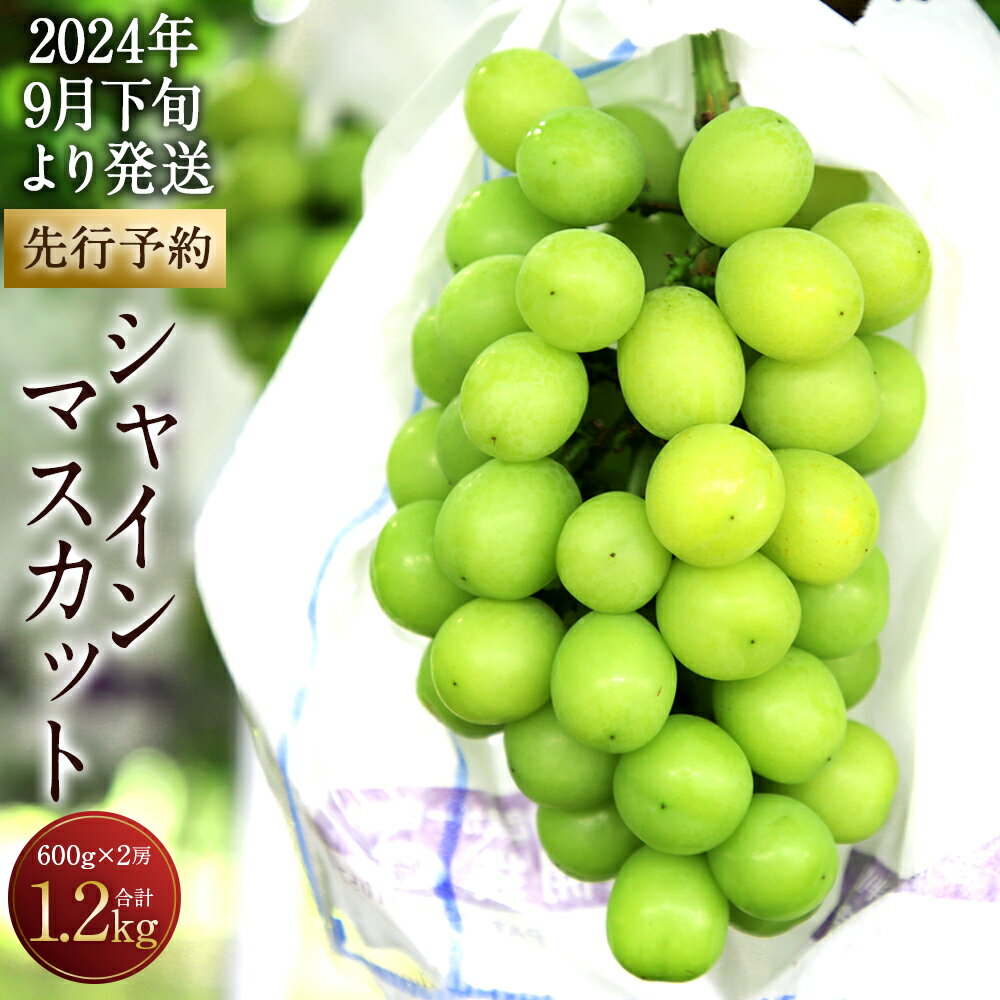 [先行予約]シャインマスカット 2房 合計1.2kg 1房600g 糖度20度以上 種なし セット ぶどう 果物 フルーツ ギフト 贈り物 大分県産 豊後大野市産 九州産 国産 冷蔵 送料無料[2024年9月下旬より順次発送予定]