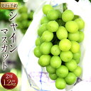 【ふるさと納税】【先行予約】シャインマスカット 2房 合計1.2kg 糖度20度以上 種なし セット ぶどう 果物 フルーツ ギフト 贈り物 大分県産 豊後大野...