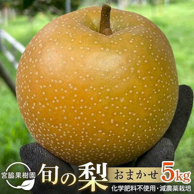 【ふるさと納税】【2024年8月下旬以降より発送】旬の梨おまかせ5kg・6-14玉（自家製有機肥料・減農薬・化学肥料無使用） | 梨 5kg 由布院 湯布院 由布市 大分県 九州 フルーツ 果物 お取...