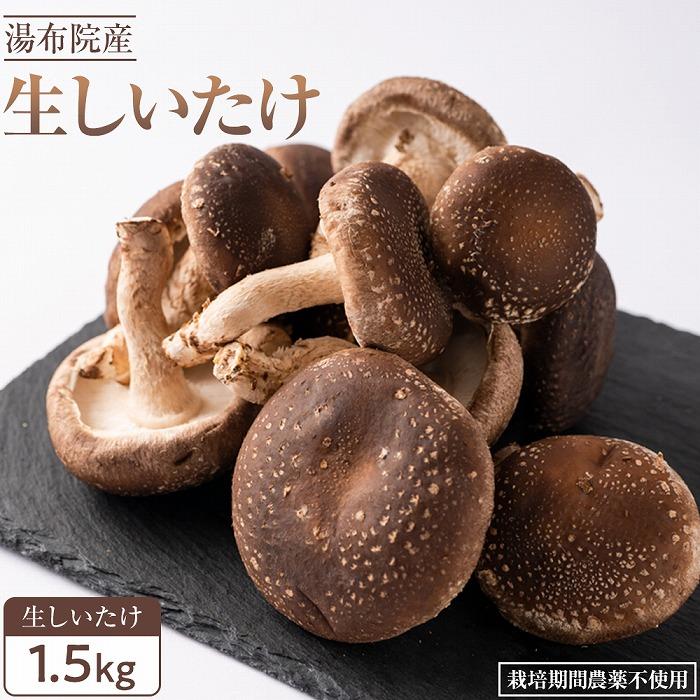 湯布院産 生しいたけ 大きめ1.5kg｜栽培期間農薬不使用 | シイタケ 椎茸 きのこ 大分県 由布市 返礼品 楽天ふるさと お取り寄せグルメ お取り寄せ グルメ 特産品 名産品 ご当地 キノコ 湯布院 由布院