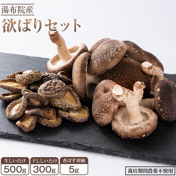 【ふるさと納税】【欲ばりセット】湯布院産 (生しいたけ500g+干ししいたけ300g+香ぼす胡椒)|栽培期間農薬不使用 | シイタケ 干し椎茸 乾燥しいたけ き...
