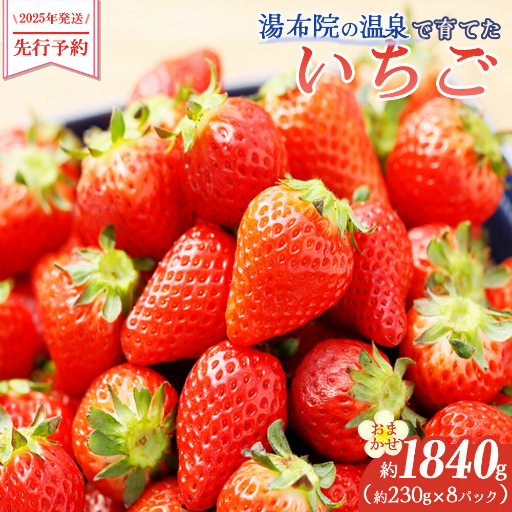 【ふるさと納税】【2026年発送/先行予約】湯布院の温泉で育てたいちご おまかせ約1,840g（約230g×8パック） | 合計 約2000g 種類はおまかせ イチゴ 苺 さがほのか 紅ほっぺ よつぼし ベリーツ おいCベリー フルーツ 果物 人気 送料無料 九州 大分県 湯布院 由布院 ゆふいん