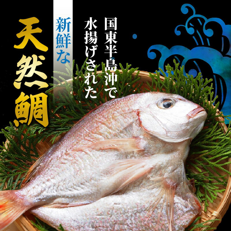 【ふるさと納税】驚愕の大きさ！訳あり天然鯛の一夜干し1.8kg