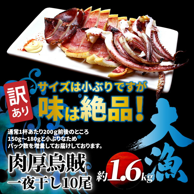 【ふるさと納税】訳あり いか 一夜干し 1.6kg 10尾 2尾×5パック サイズ 小ぶり 増量 小分け 味は絶品 肉厚 イカ 無添加 甘塩 おつまみ おかず お取り寄せ グルメ 酒の肴 送料無料