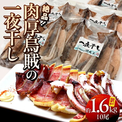 訳あり いか 一夜干し 1.6kg 10尾 2尾×5パック サイズ 小ぶり 増量 小分け 味は絶品 肉厚 イカ 無添加 甘塩 おつまみ おかず お取り寄せ グルメ 酒の肴 送料無料