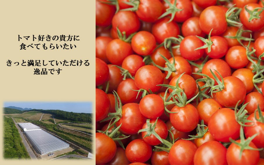 【ふるさと納税】国東産 ミニトマト 「濃いとまと」 3kg バラ 箱