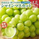 【ふるさと納税】 朝づみ シャインマスカット 約1.5kg 2~3房 農家直送 新鮮 採れたて 令和7年 出荷分 フルーツ 果物 贈答 大分県産 9月 8月 ぶどう マスカット お取り寄せ 人気 おもてなし 送料無料