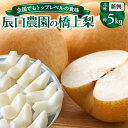 【ふるさと納税】【先行予約】令和7年発送 /辰口農園の橋上梨約5kg(品種:新興)