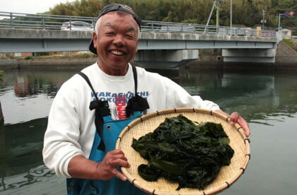小分けでお届け!天然お刺身わかめ100g×10パック