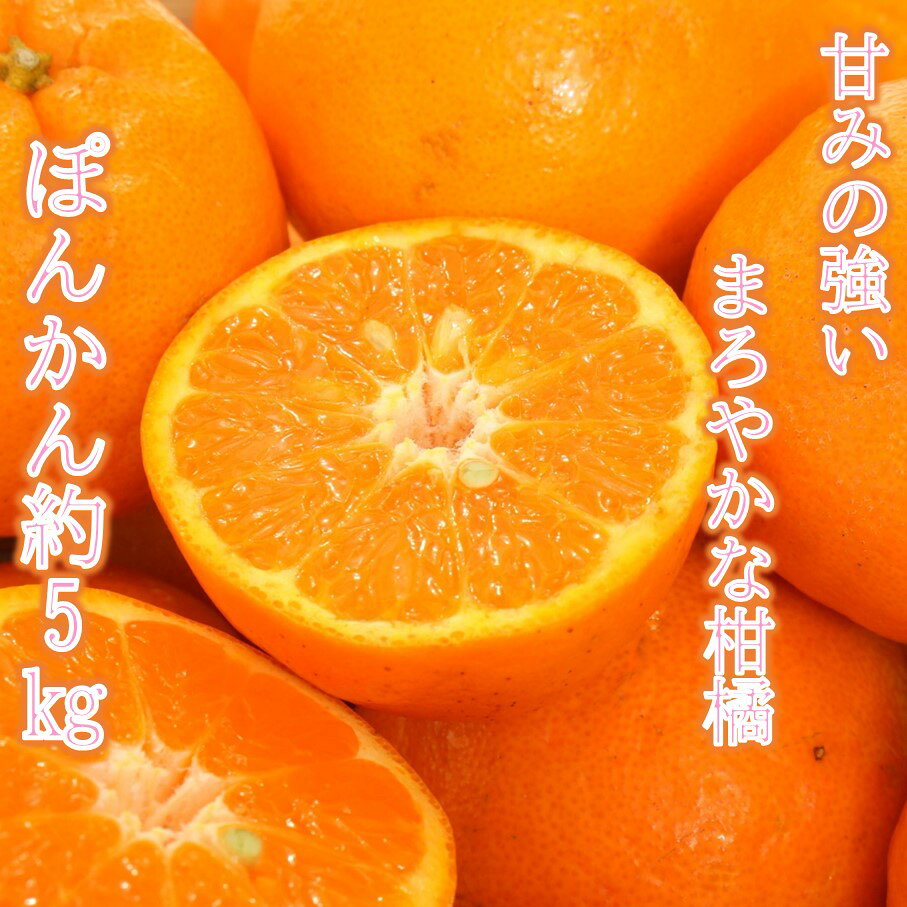 [令和8年1月配送]甘さ凝縮「ポンカン」約5kg