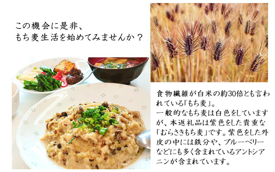 【ふるさと納税】蒸しむらさきもち麦 150g もち麦食物繊維 簡単 便利 手軽 健康 調理済み レトルト そのまま 2000円 寄附