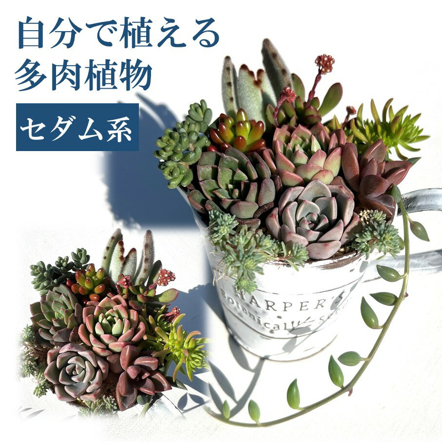 自分で植える多肉植物/セダム系苗※ピンセット付きAセット