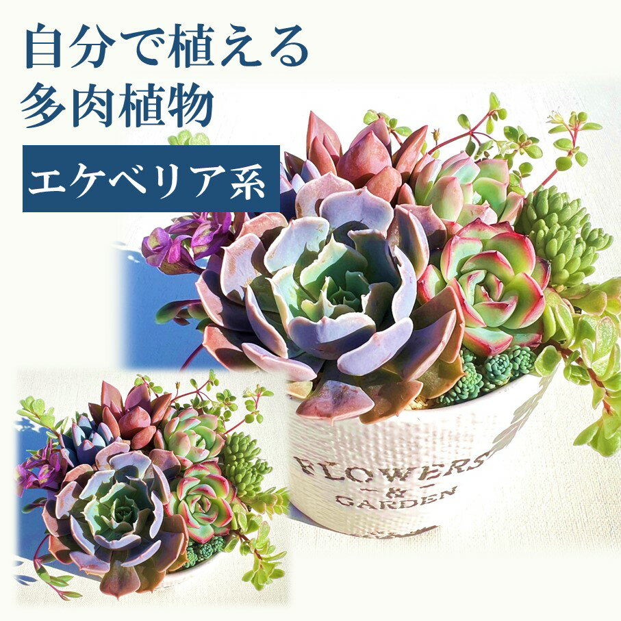 楽天大分県国東市【ふるさと納税】自分で植える多肉植物/エケベリア系苗※ピンセット付きBセット