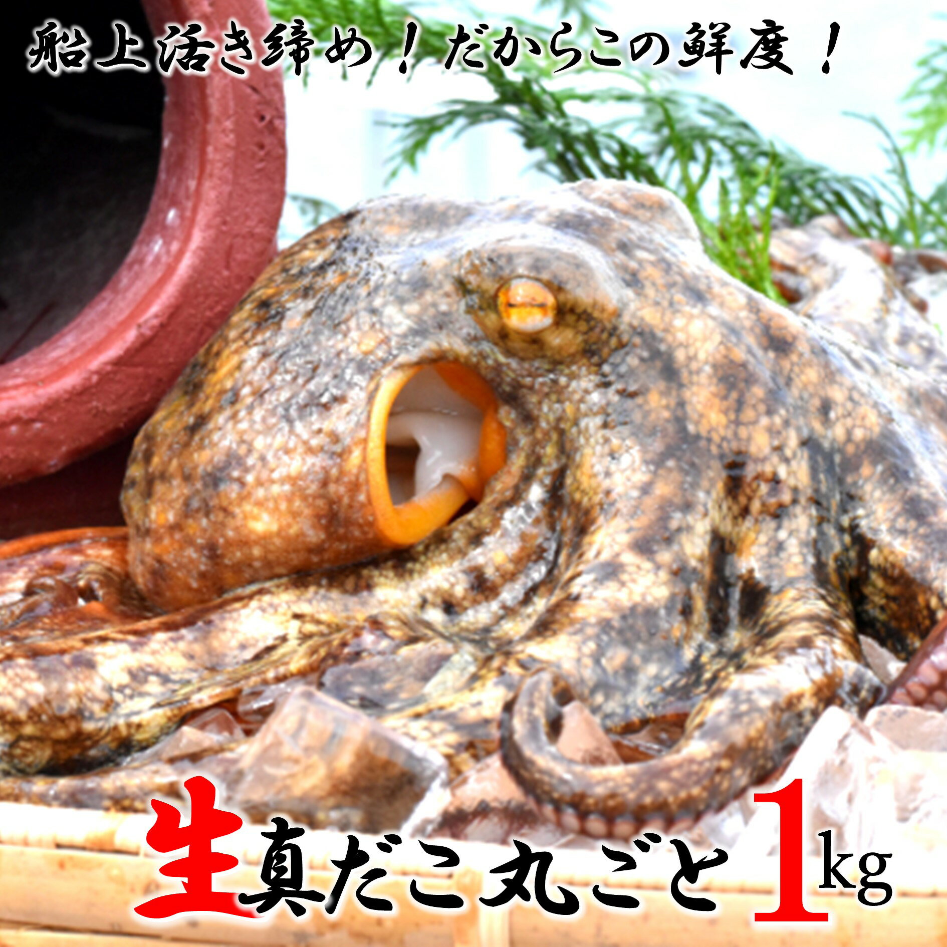 【ふるさと納税】船上活き締め！生たこ丸ごと約1kg（約1～4杯）