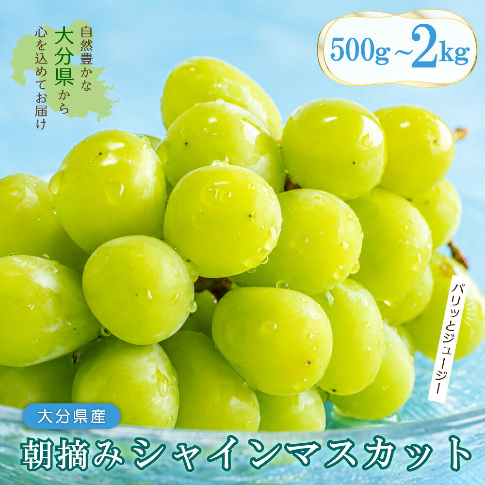 シャインマスカット [選べる内容量]約500g / 約1kg / 約1.5kg / 約2kg 大分県 姫島村2B1