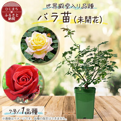 『おおがファーム』店長おすすめ 世界殿堂入りのバラ苗1品種(7号鉢)(未開花)