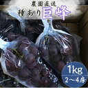 【ふるさと納税】巨峰(種あり) 約1kg(2~4房)【配送不可地域:離島】【1521761】