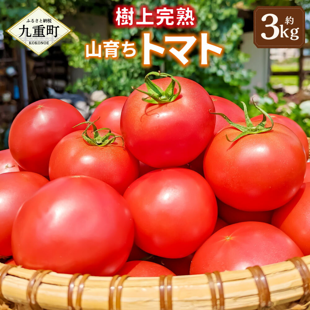 11位! 口コミ数「0件」評価「0」樹上完熟 山育ち トマト 約3kg 12個～16個入り 野菜 大玉 完熟 とまと 甘い サラダ 大分 九重町 送料無料【2024年7月下旬-･･･ 