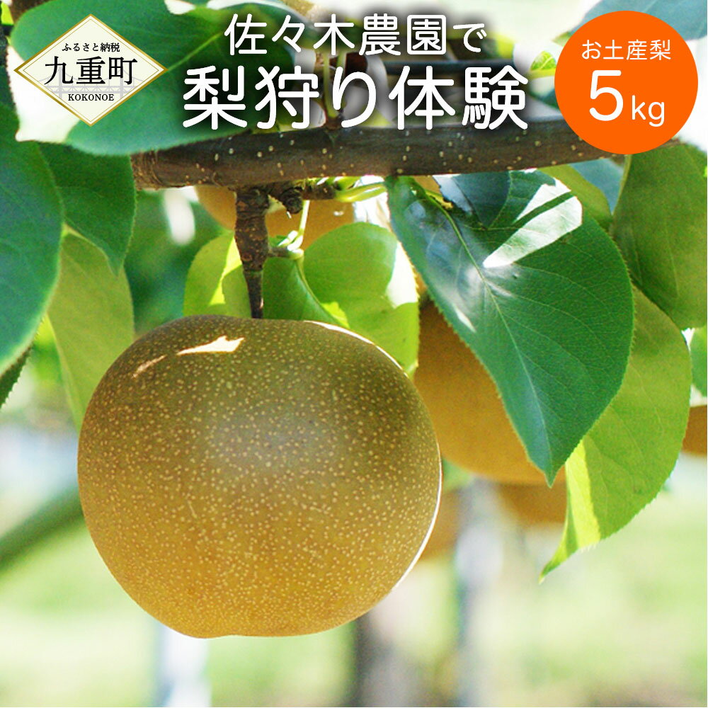 【ふるさと納税】満喫！佐々木農園で梨狩り体験！ お土産梨5kg付き 予約不要 人数制限なし 梨狩り 果物狩り フルーツ狩り 持ち帰り ペット同伴可 お弁当持ち込み可 体験 チケット