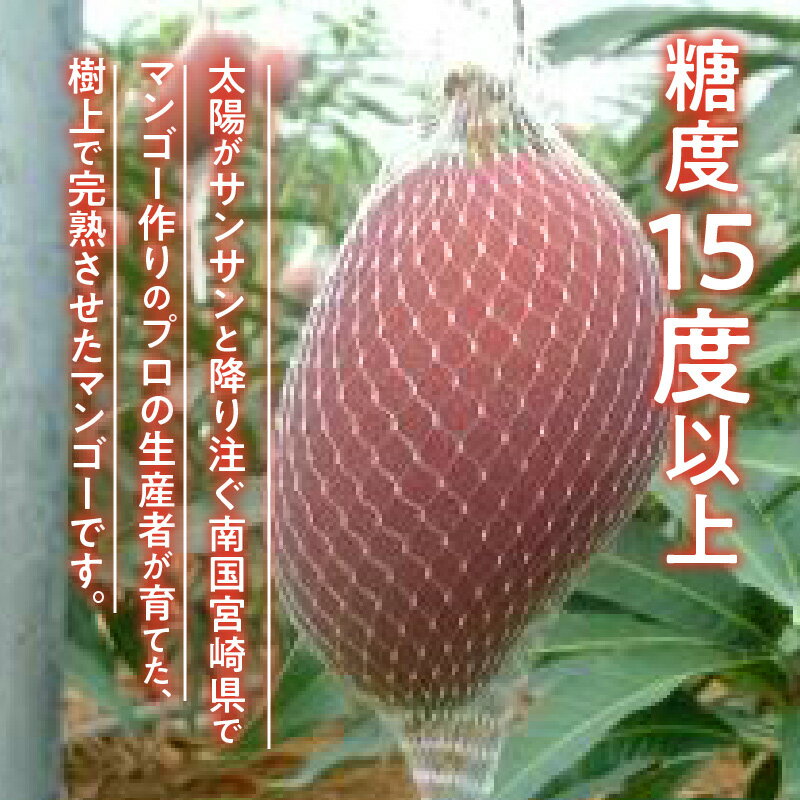 【ふるさと納税】《2024年発送》フルーツ 果物 果実 果肉 樹上 宮崎県産 国産 完熟 マンゴー 2L 2玉 冷蔵 お土産 ギフト ビタミン β カロテン 食物繊維 糖度 15度 宮崎県 宮崎市 送料無料