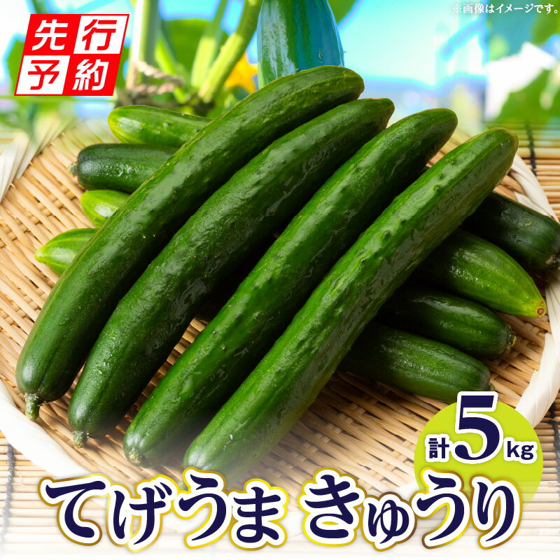 16位! 口コミ数「0件」評価「0」【先行予約】てげうま きゅうり 5kg ひなたGAP 宮崎県産 野菜 生野菜 胡瓜 ウリ科 旬 新鮮 料理 アレンジ サラダ 漬物 酢の物 ･･･ 